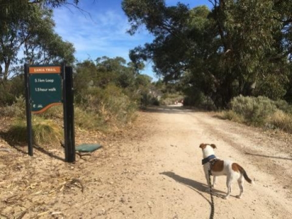 Best Dog Exercise Areas in Perth to Get Fit with Your Best Friend!